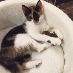 🐾Meet your Posher, S